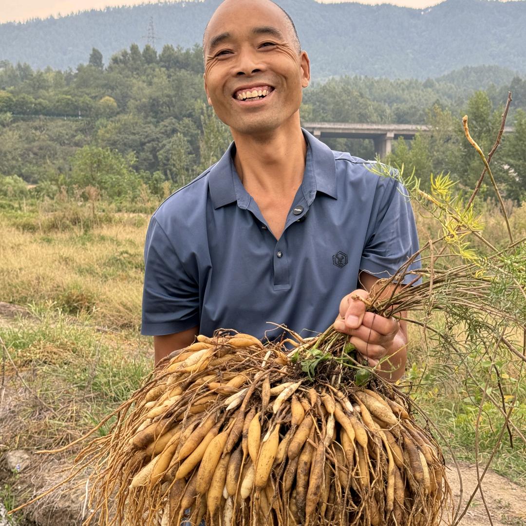 药材种植