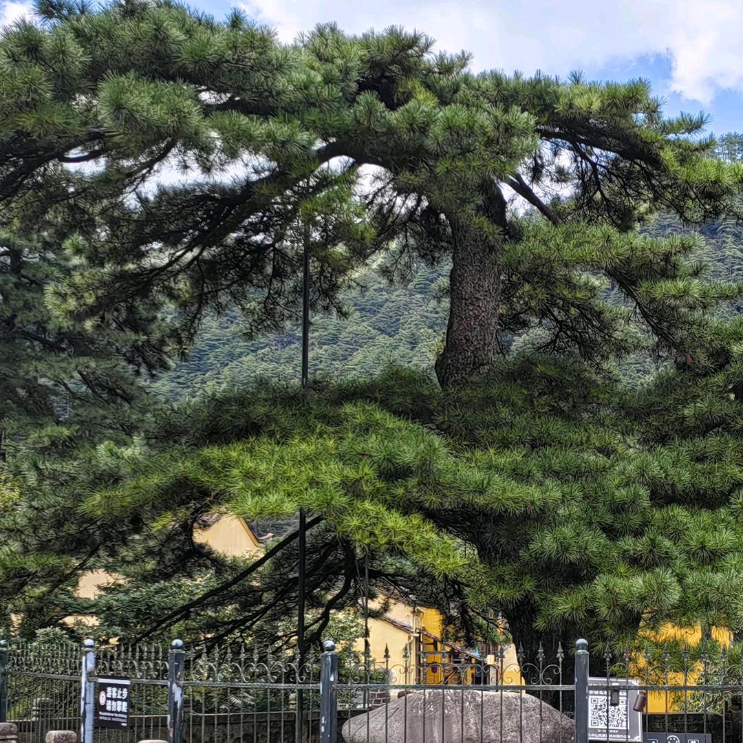 再见,单纯的旧时光