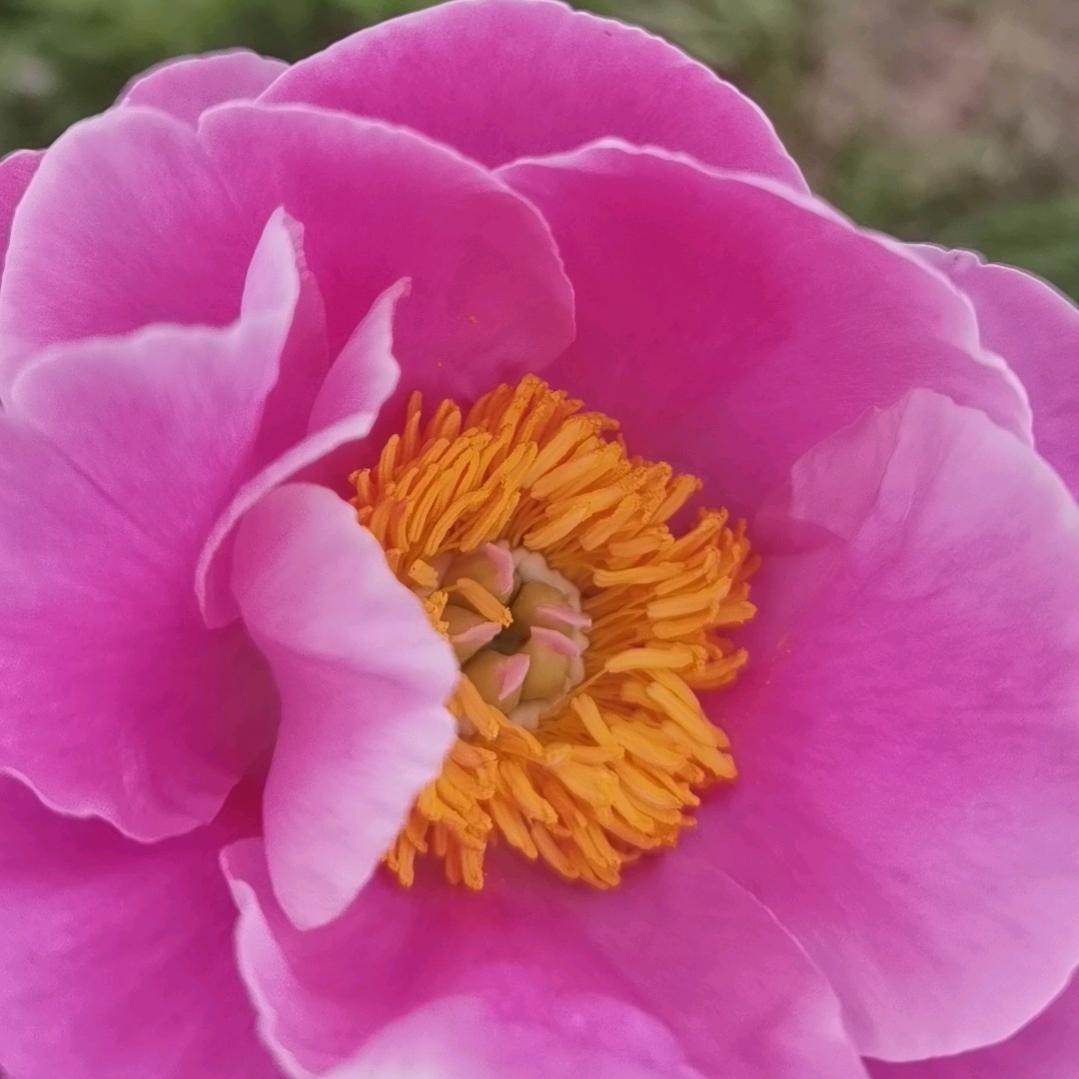 春天的菠菜