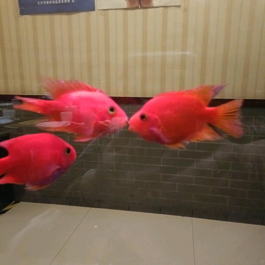 开心果