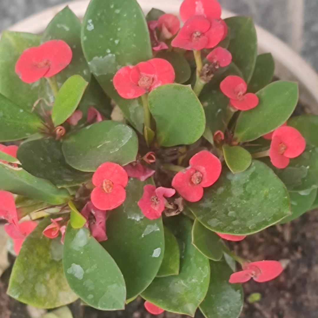淡淀莲，拒私聊