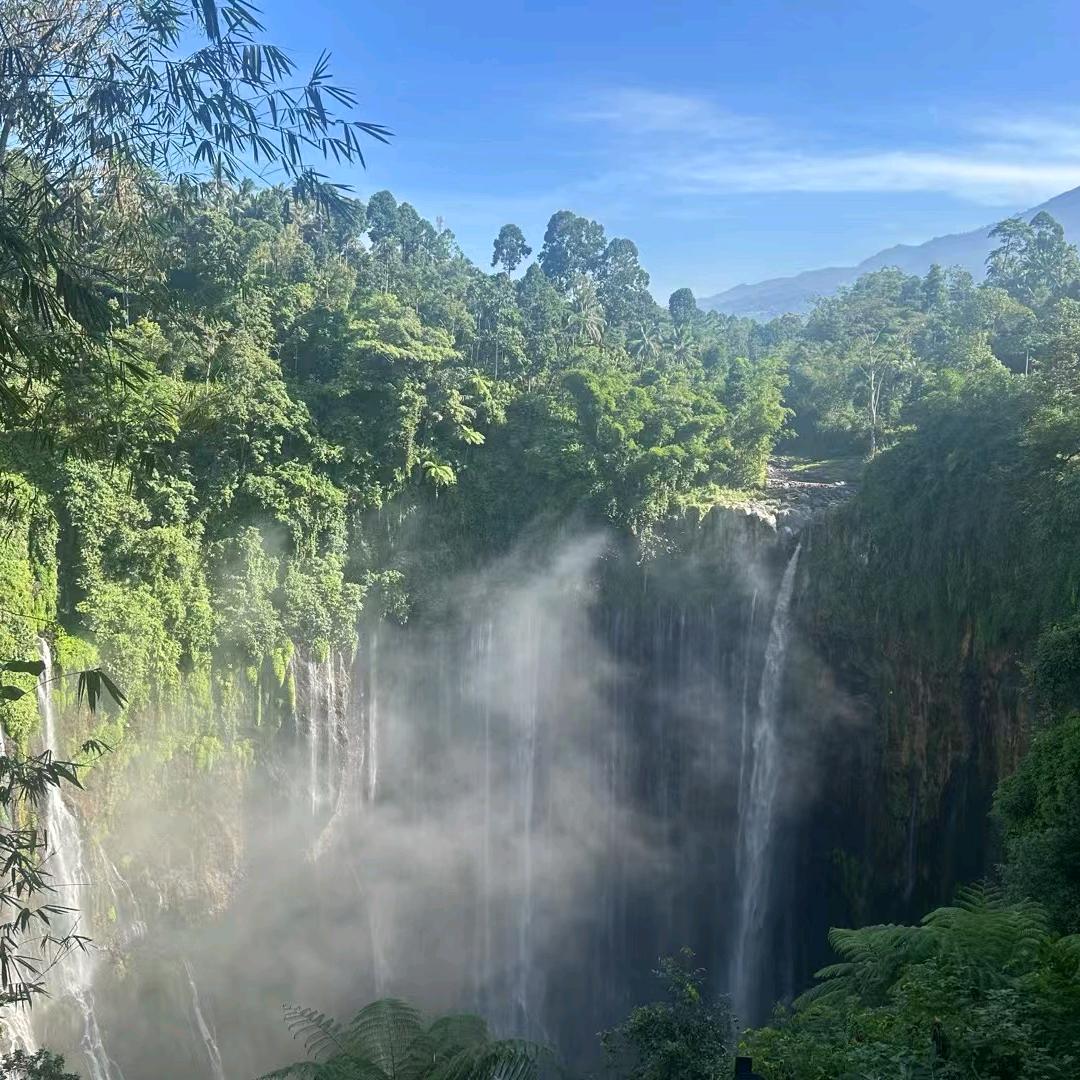 一枝独秀