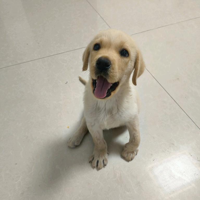 小米（拉布拉多）