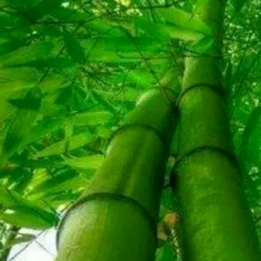 劲竹