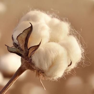 富贵鸟亿亨专卖店