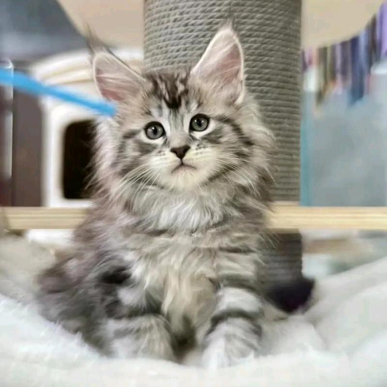 富贵是只猫弟弟