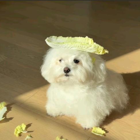 蔡蔡超幸运
