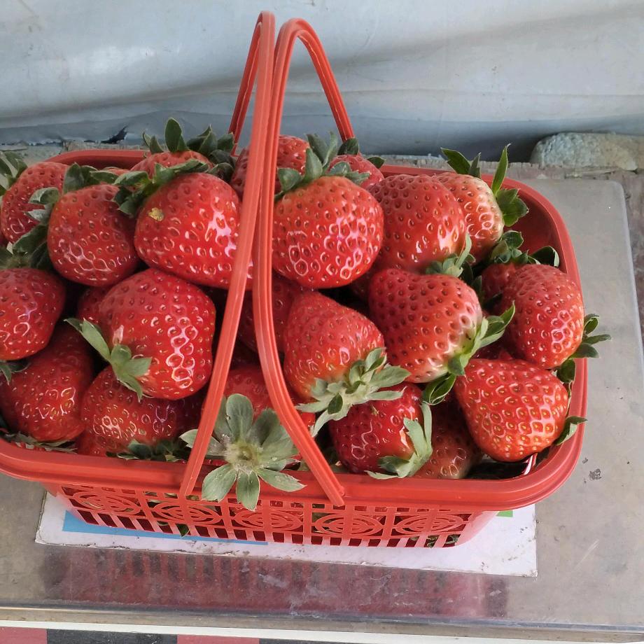 良渚小王草莓园