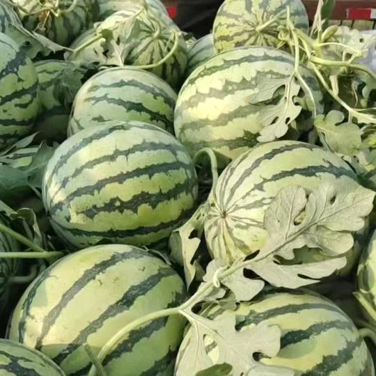 潢川易哥（小号）