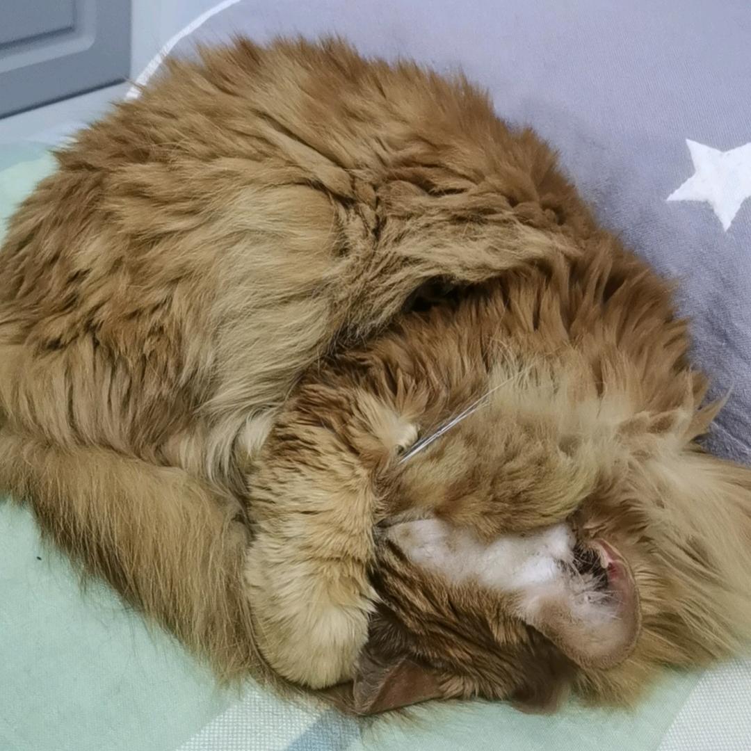小柠檬。