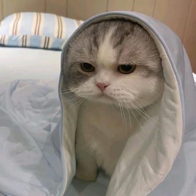 小粥快跑