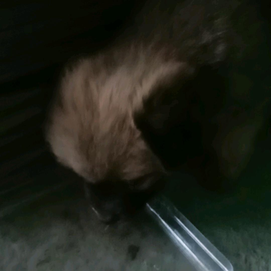 咚咚锵