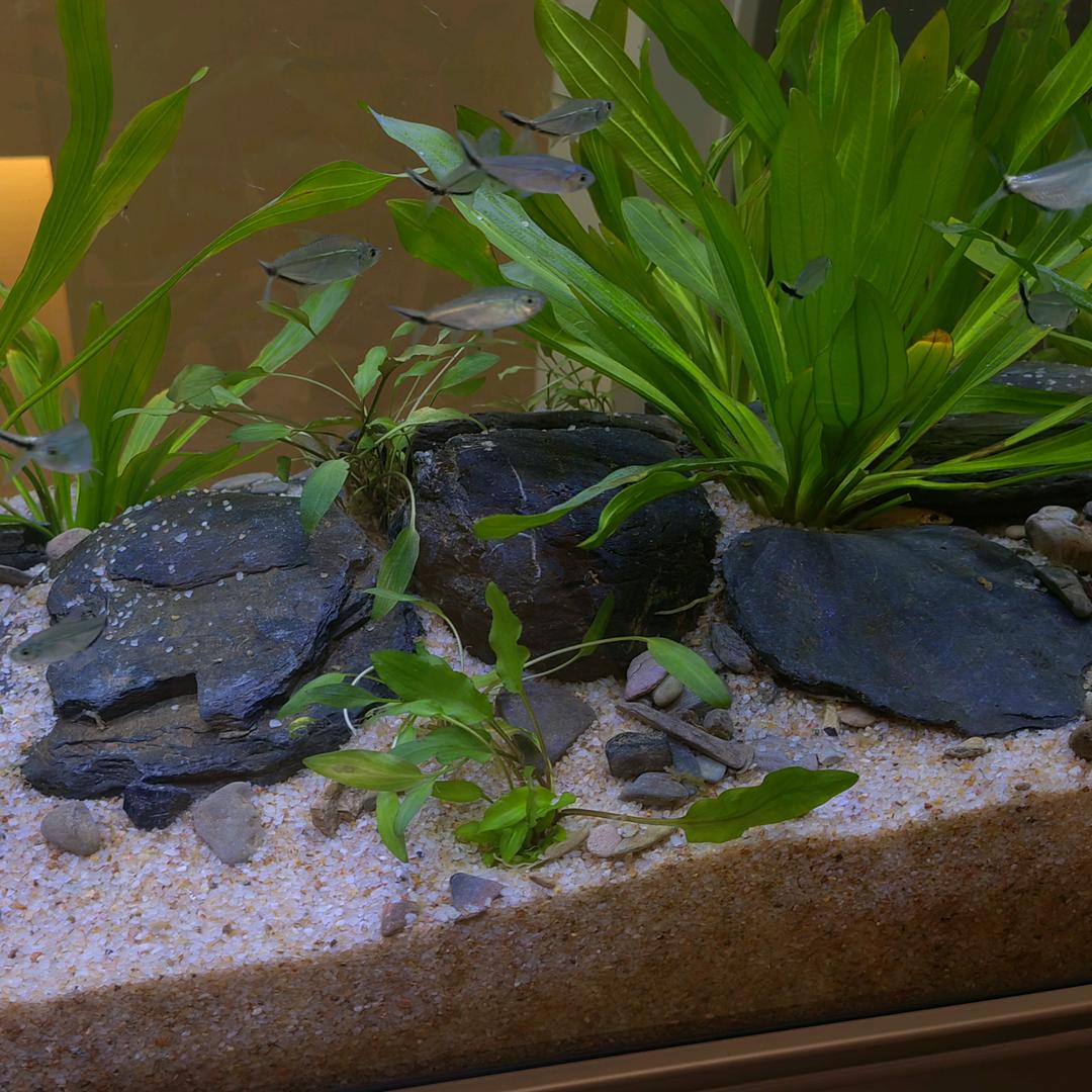 养鱼日记优选店原生溪流