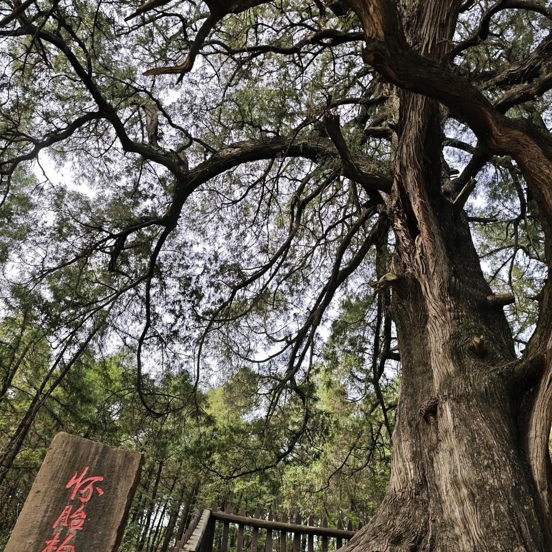 蜀道仙子