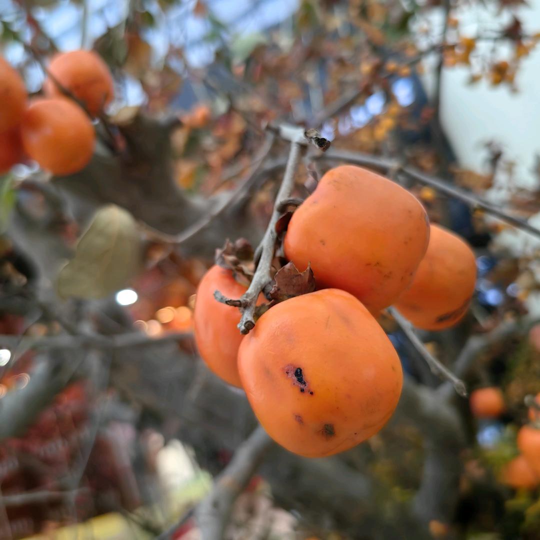 @柿事如意（宝贝动起来）