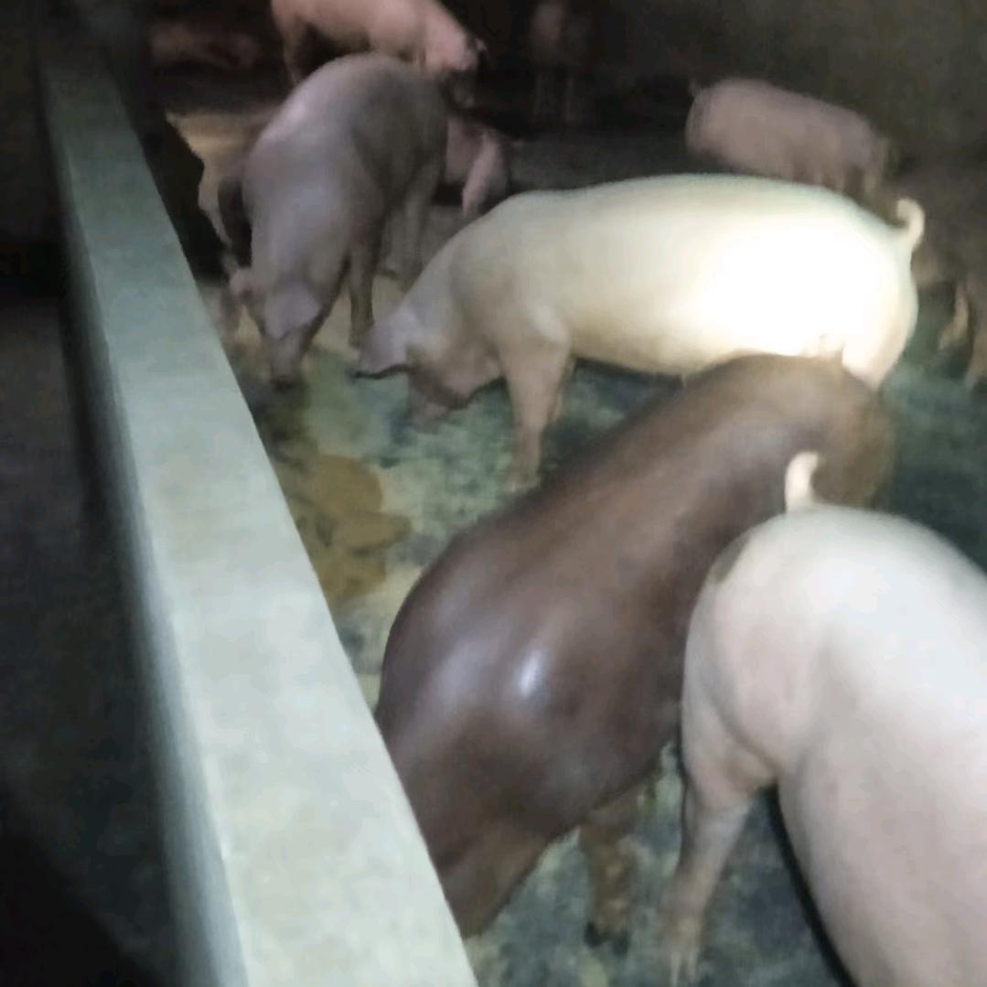 辉。。。。。。