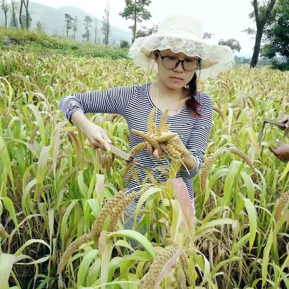 乡村农业菊