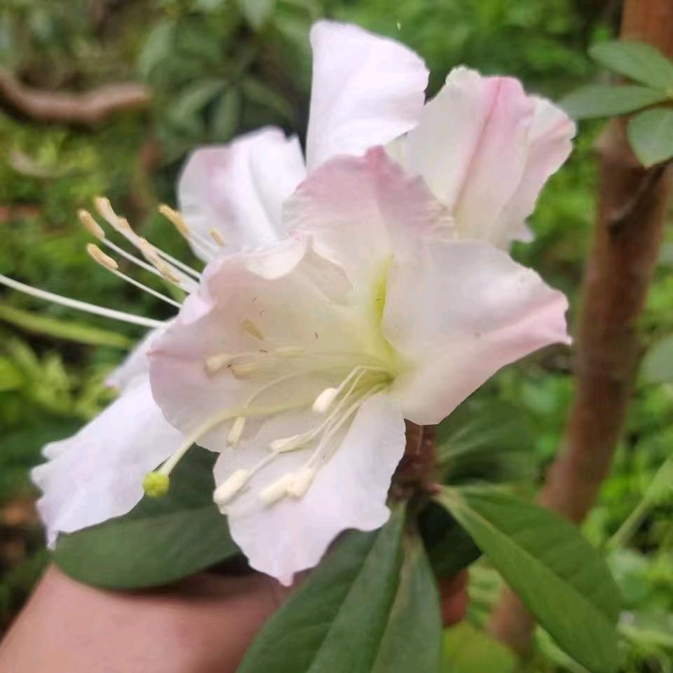 腾达盆景园