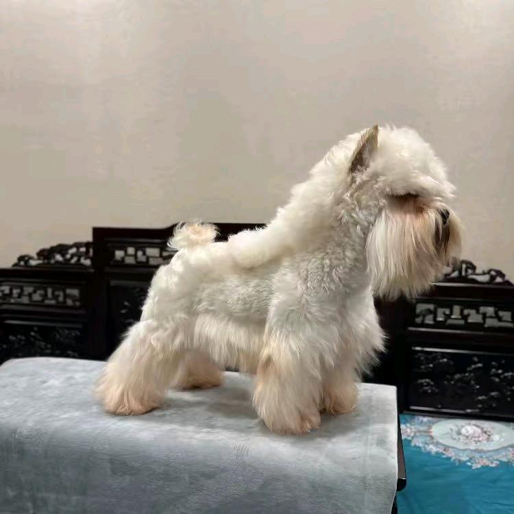 独宠@…雪纳瑞