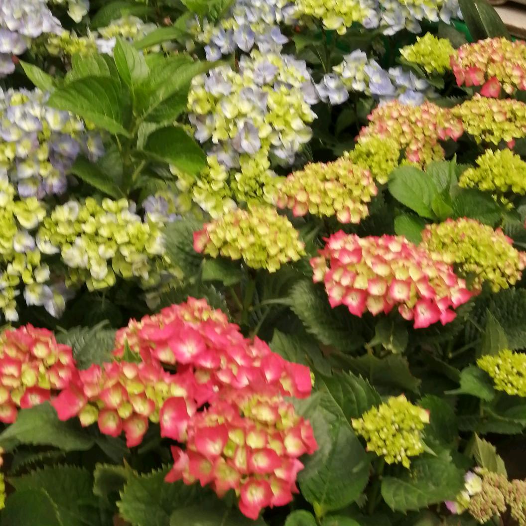 云海深处🌺🌺🌺
