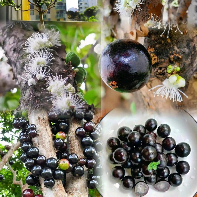 鑫众果树苗木专营店