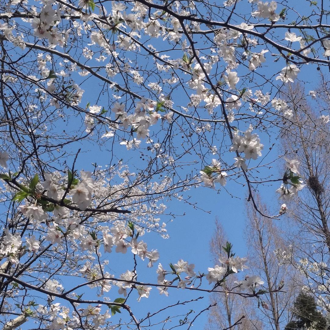 向日葵