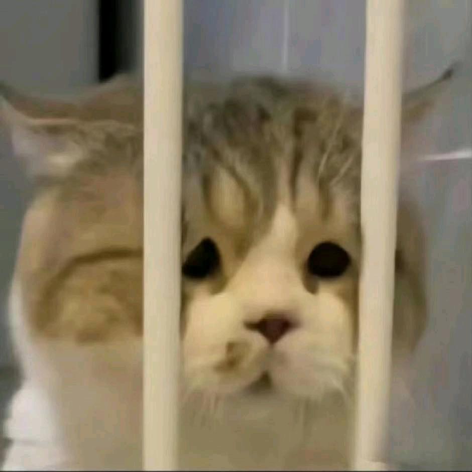 去看凌晨的月亮