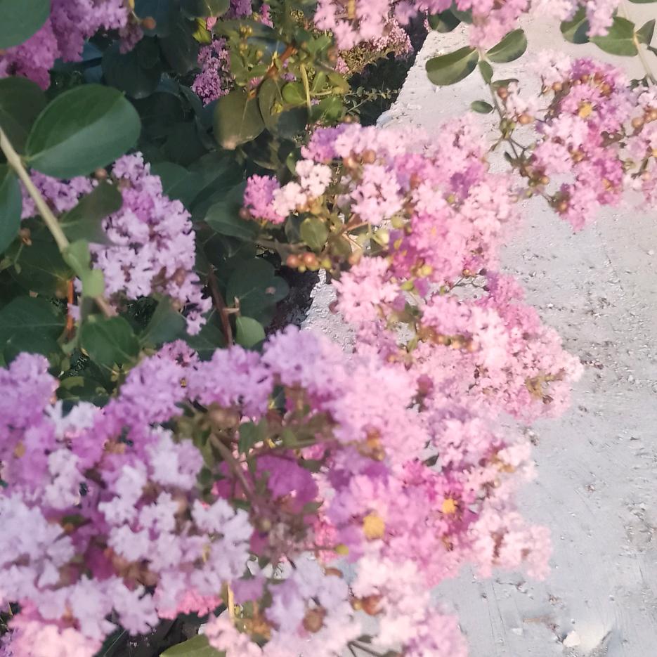 李深全