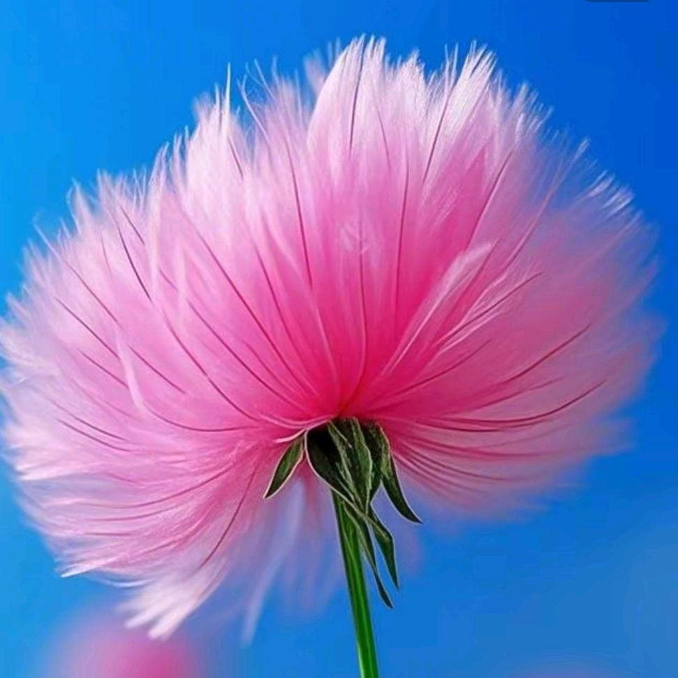 花仙子（元顺朋方）