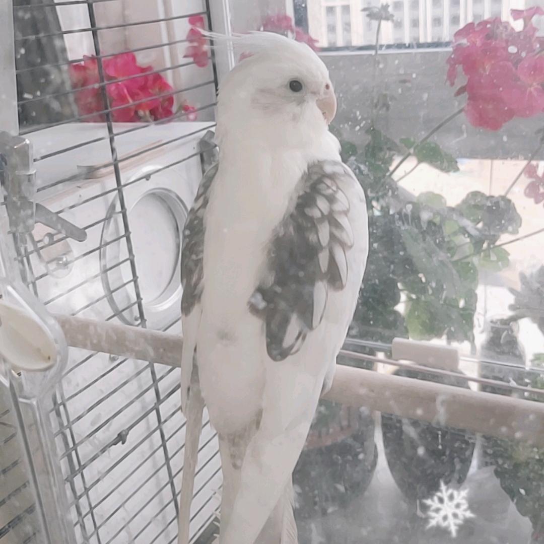手养鹦鹉 老王