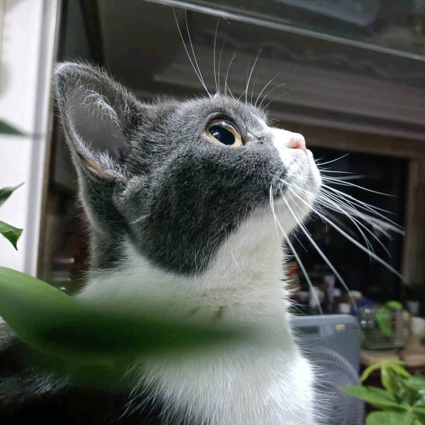 小麦同学