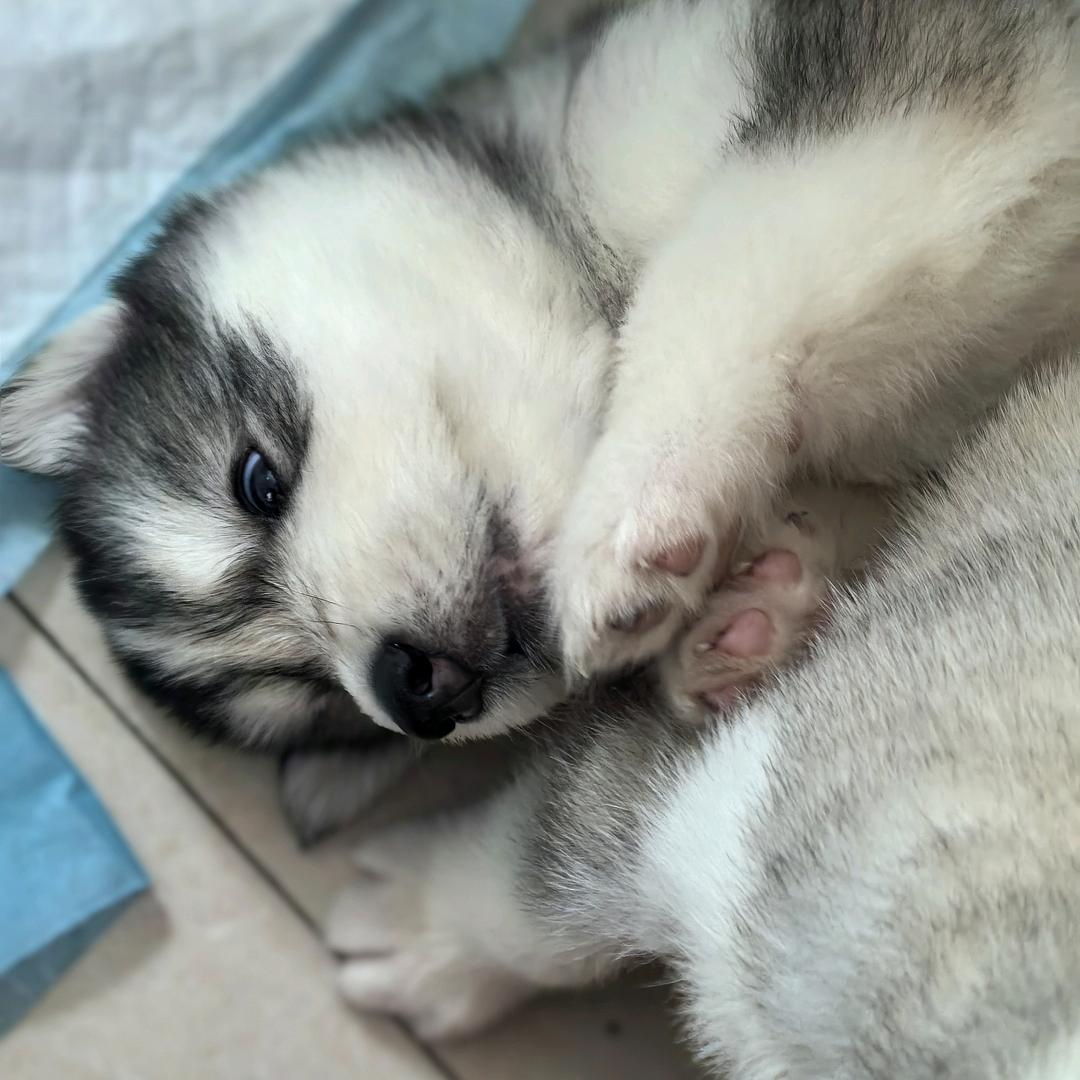 Husky