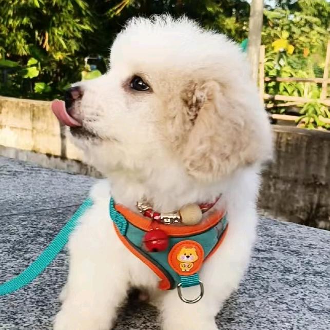 嘟嘟小狗🐕汤圆小猫