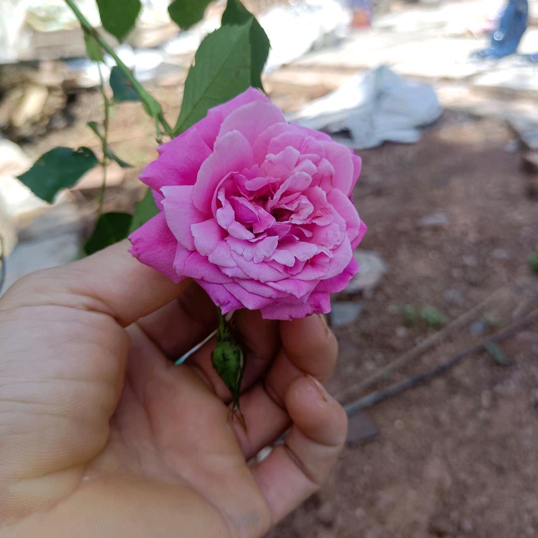 无所畏惧🍀