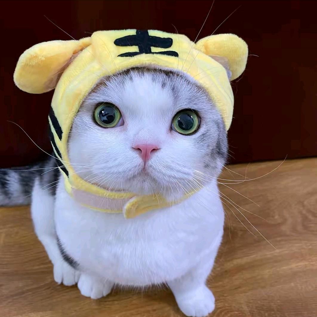 小烦烦