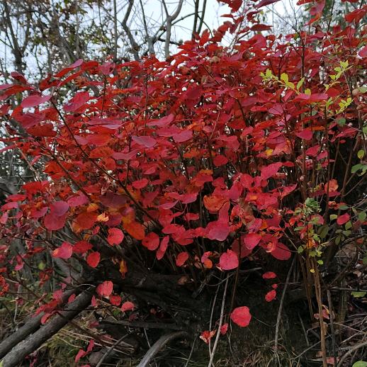 手机用户55228500333