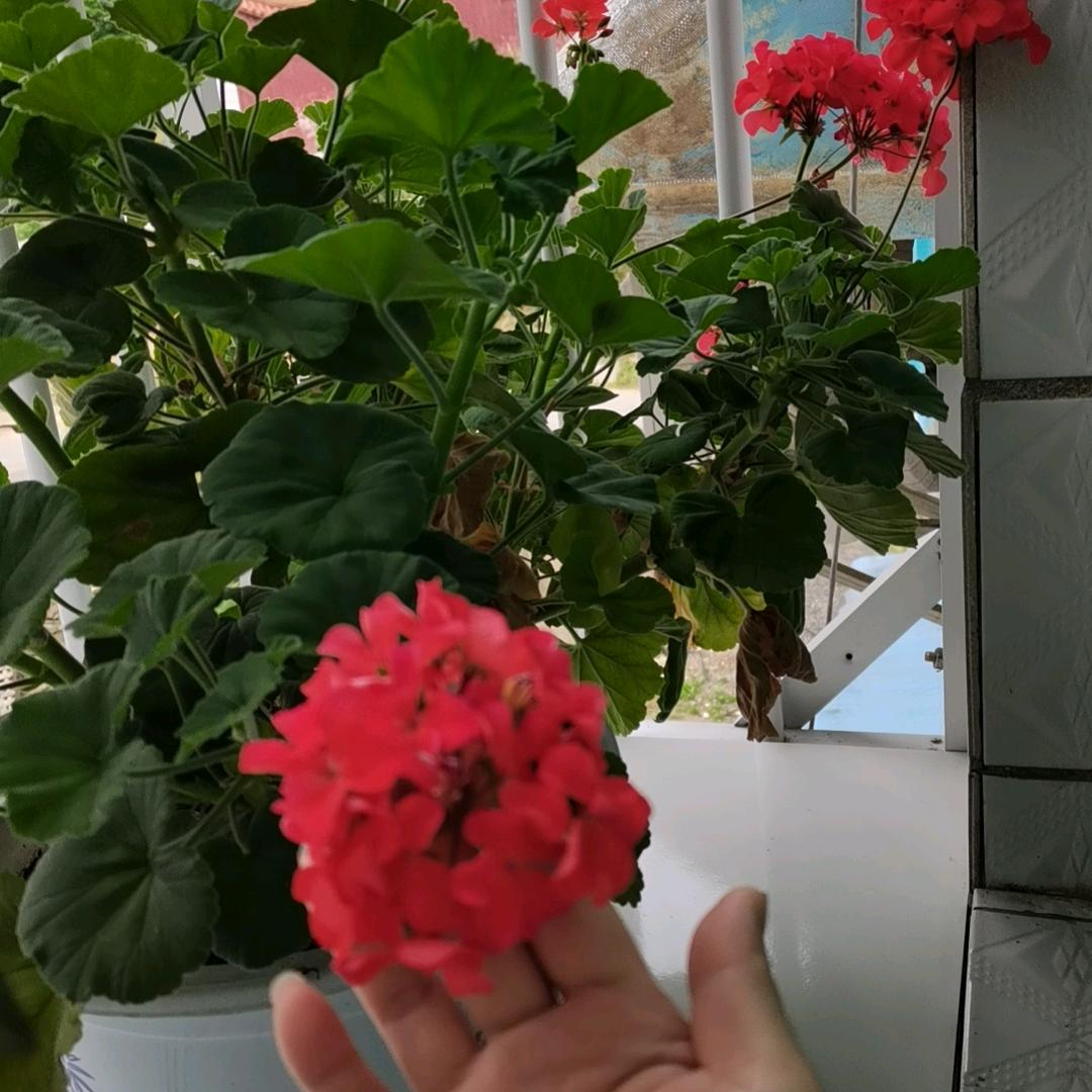 淡淡的人生静静的过（助手）