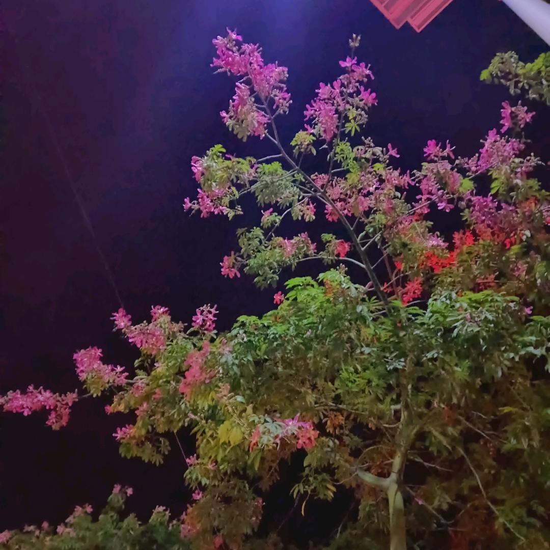 半糖💞微甜