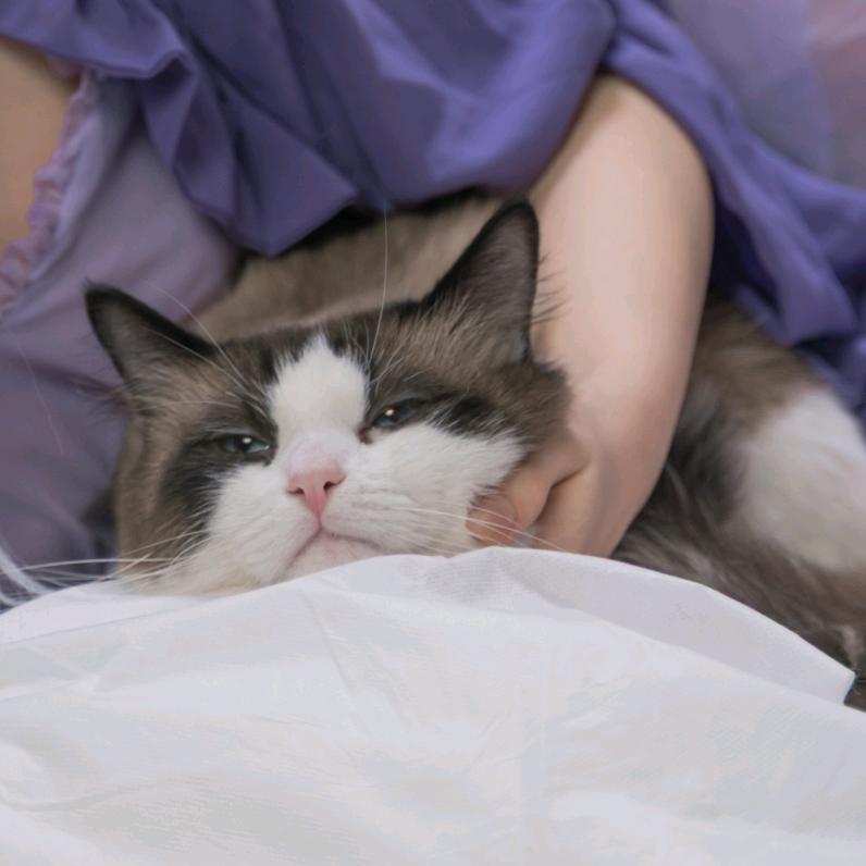 月半猫猫