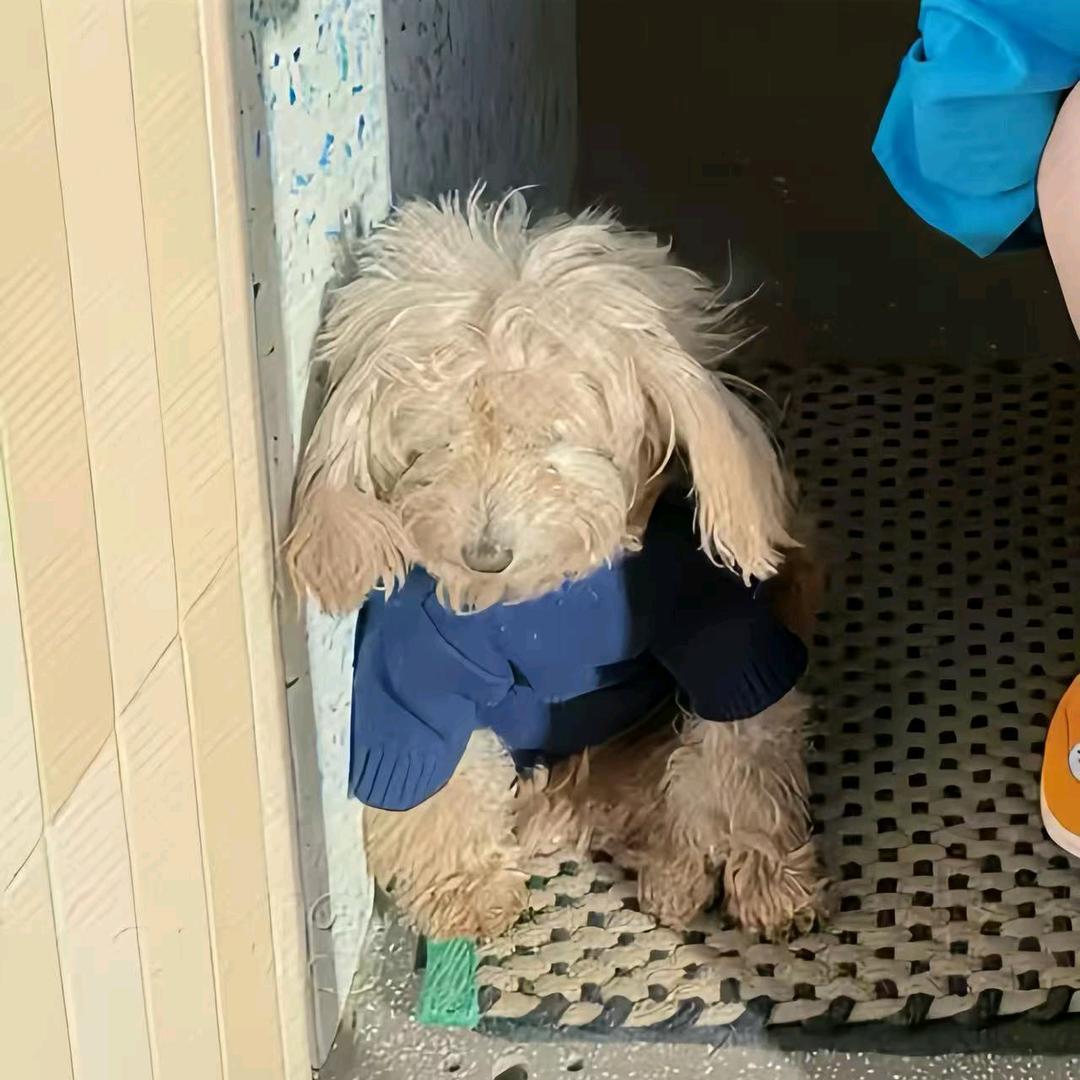 伤心猪大肠