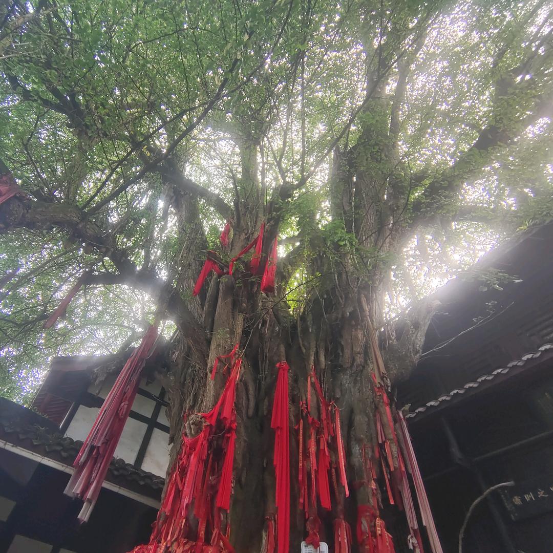 绿荫树下养精神