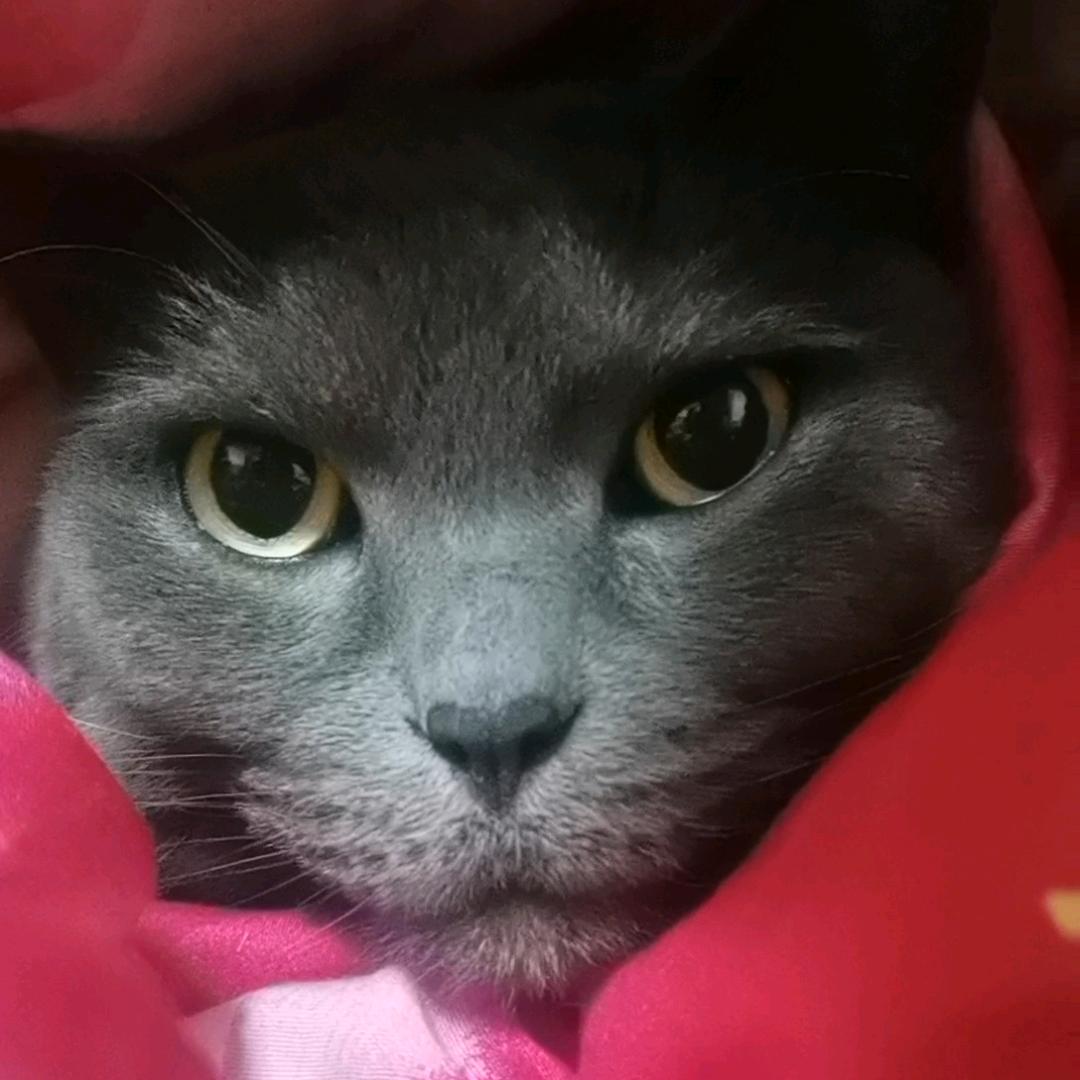 喵咪😸毛毛