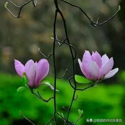 墨羽尘曦