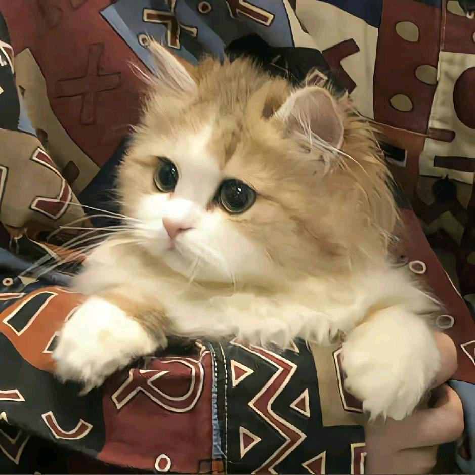 广东第一深情