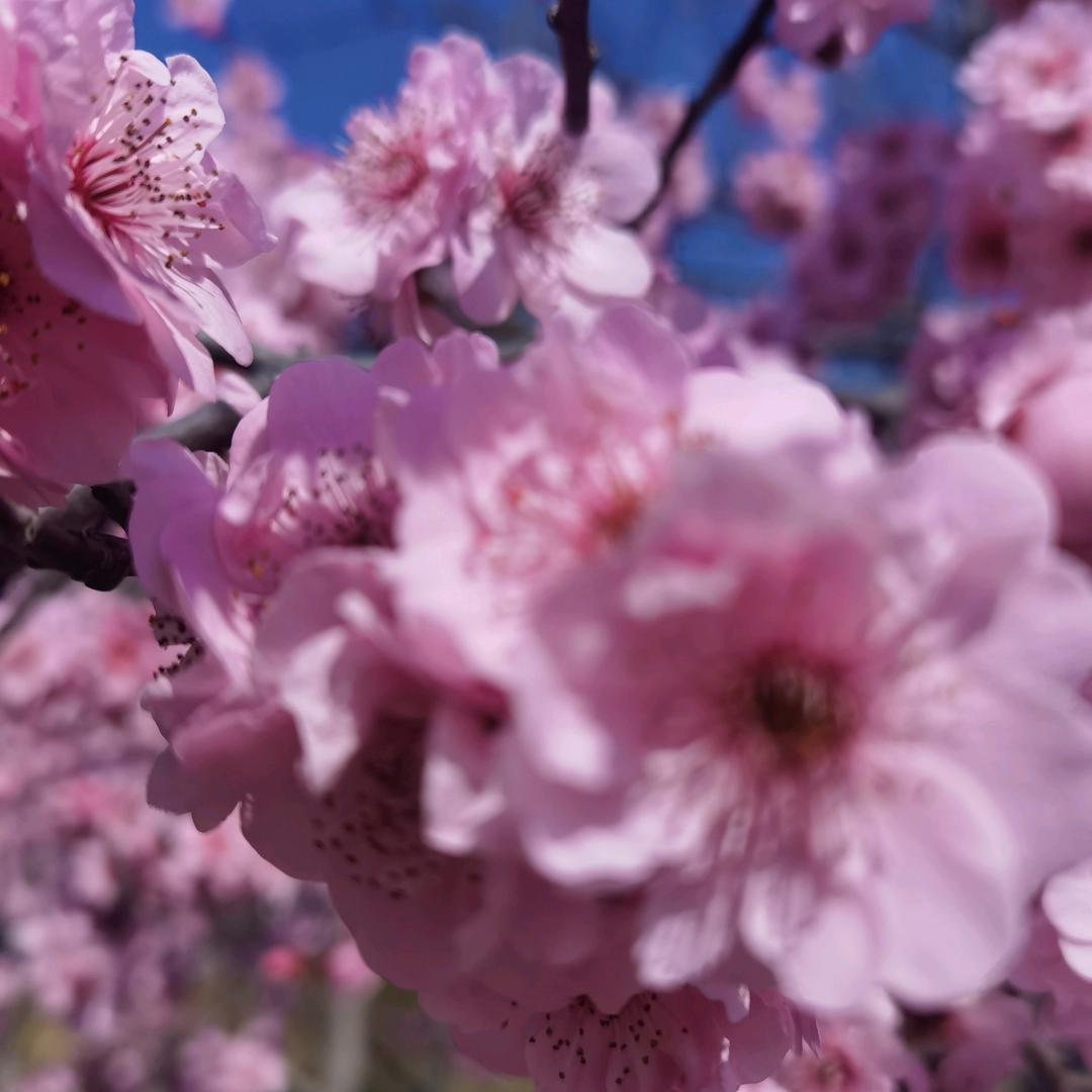 美丽桃花