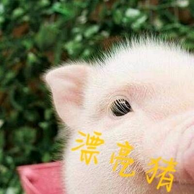 绝版漂亮猪