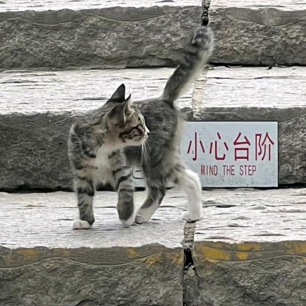 炒洋芋