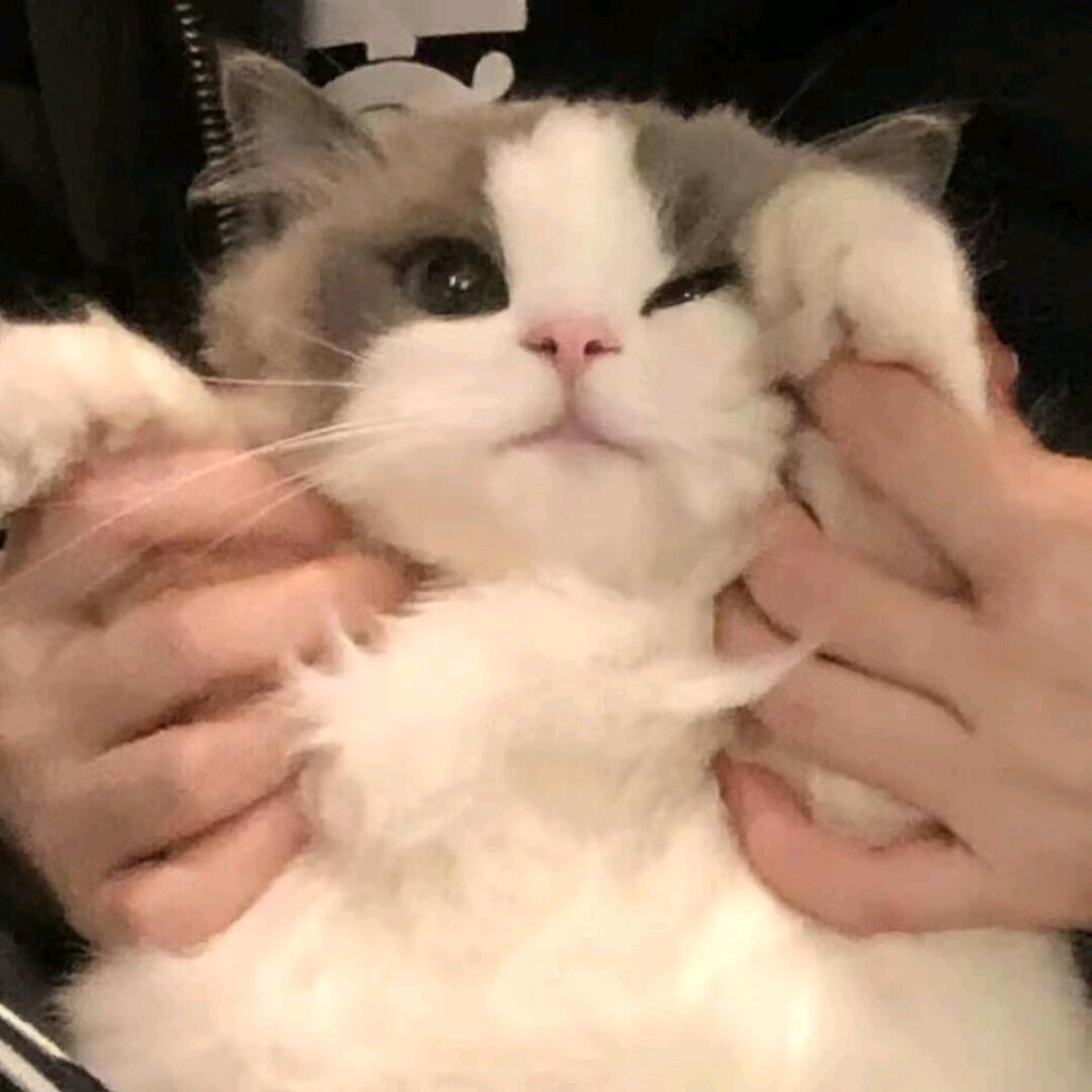 猫猫头（三角洲行动）