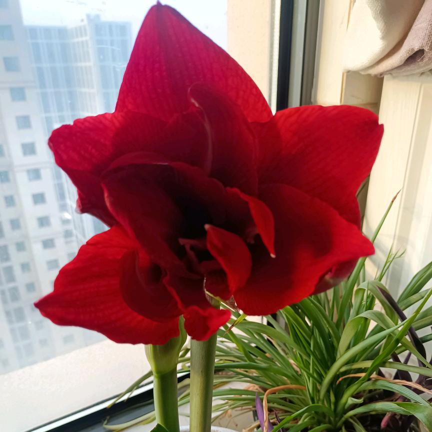 茹初