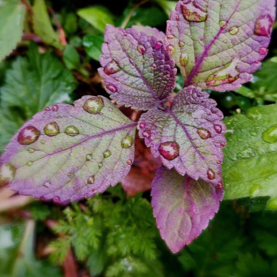 苏叶老师爱分享7720